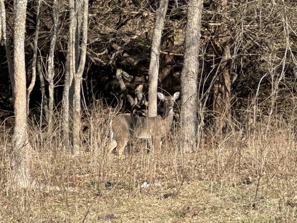 Hunting Land Income: The Passive Revenue Stream Nobody Talks About